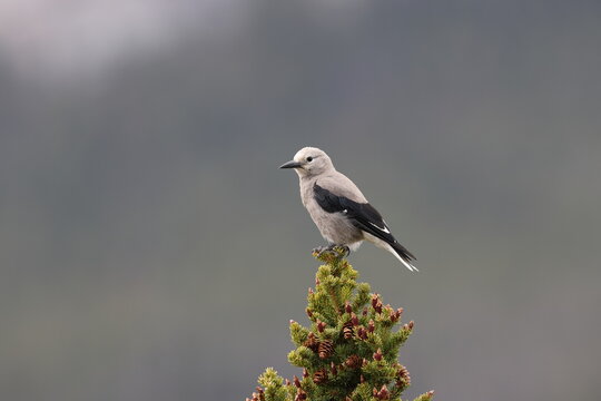 Clarks Nutcracker  Banff National Park Kanada
