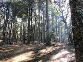 footpath in the woods and sun rays 