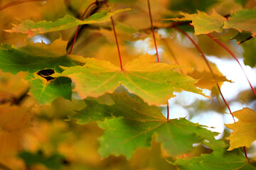 Yellow and green maple leaves slightly unfocussed, autumn concept, with natural blurred background. Selective focus