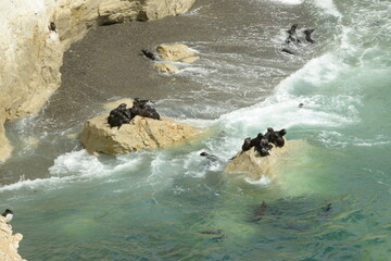 The Punta Loma Wildlife Reserve, with its colony of sea lions, is located 17 kilometers from the urban center of Puerto Madryn. Its most significant biological value is the colony of sea lions
