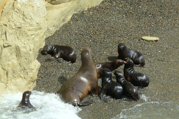The Punta Loma Wildlife Reserve, with its colony of sea lions, is located 17 kilometers from the urban center of Puerto Madryn. Its most significant biological value is the colony of sea lions