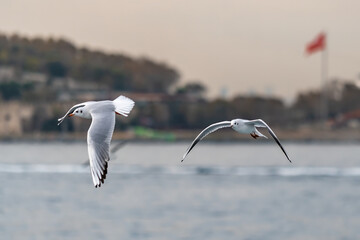 Seagulls in flight