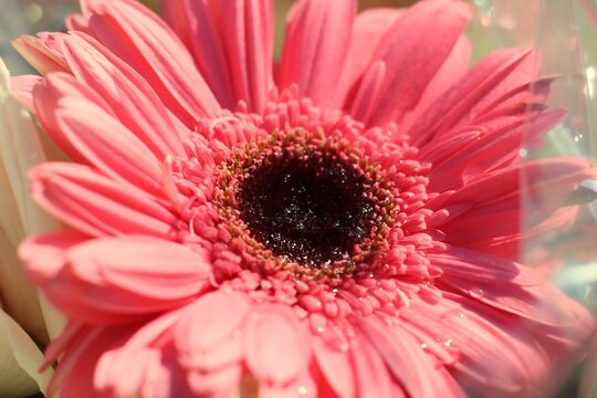 Pink Gerber Daisy