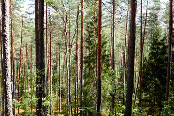 Naklejka premium Natural landscape of a pine forest on a summer day. Selective focus