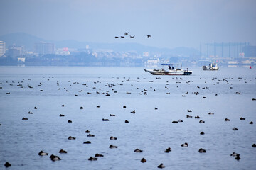 びわ湖の船漁と渡り鳥の群れ