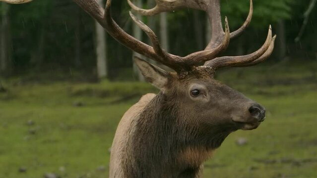 Elk Bull Portrait In The Slow Motion Rain Epic