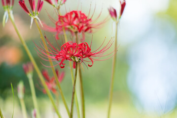赤いヒガンバナ