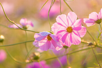 ピンクのコスモス②