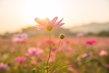 夕日とピンクのコスモス