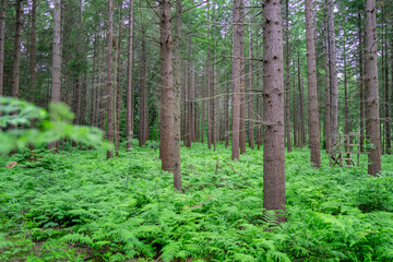 Fototapeta na wymiar forest in spring (German forest near Bremen) 