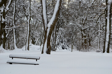 Winter landscape. Winter park.