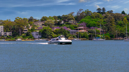 Naklejka na ściany i meble River Cat Ferry on Sydney Harbour Parramatta River NSW Australia. Residential apartments and houses along the river foreshore 