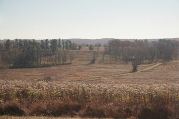 Obraz premium Brown Grassy Field in Late Fall, White Row of Wildflowers, Evergreens and Trees with Hill in Background, Blue Sky