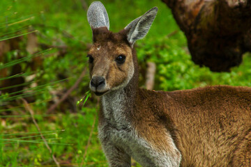 Female western grey kangaroo (Macropus fuliginosus) in an urban parkland setting in Perth, Australia