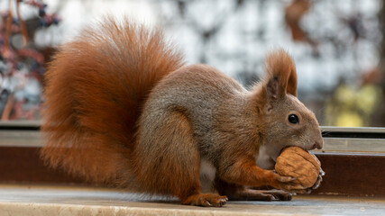 Rotes Eichhörnchen