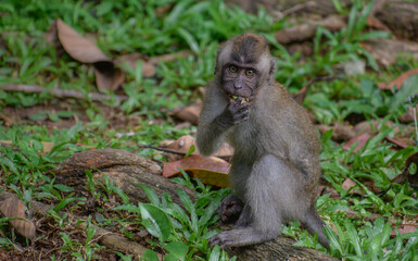 A long-tailed macaque