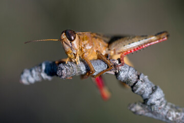 Closeup of a brown grasshopper on a branch