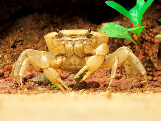 crab on sand