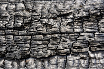 Burnt tree trunk after a forest fire in Avila, Spain