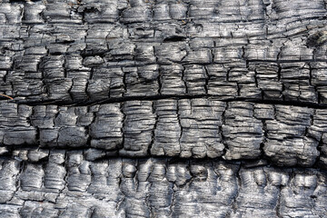 Burnt tree trunk after a forest fire in Avila, Spain