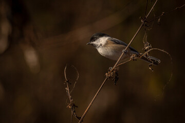 Black-capped Chickadee perched on a plant stem