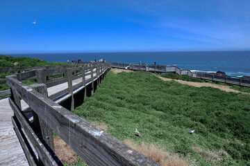 The boardwalk on the coastline of the Nobbies, Philip Island