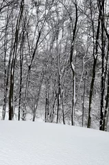 Foto auf Leinwand Winter landscape. Winter park. © Совгіра Марина