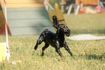 dog running in the field