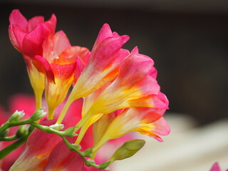 春の花　フリージア　ピンク