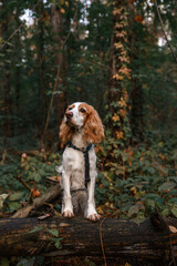 spaniel dog in autumn park