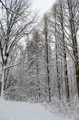Fototapeta na wymiar Winter landscape. Winter park.