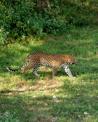 Indian wild male leopard or panther or panthera pardus fusca side profile walking or stroll in his territory during monsoon green season outdoor wildlife safari at forest of central india asia