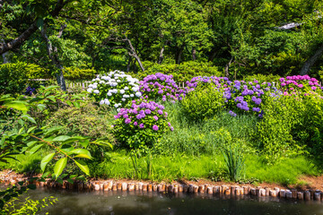 神奈川県　三渓園の風景・紫陽花
