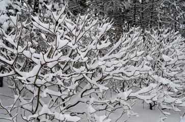 Winter landscape. Winter park.