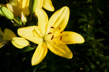 A delightful lily has grown on a flower bed, a large beautiful bud with yellow petals among the greenery, a beautiful garden still life