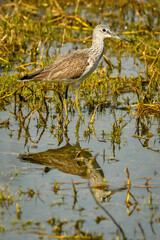 wood sandpiper or Tringa glareola in green grass at wetland of keoladeo national park or bharatpur...