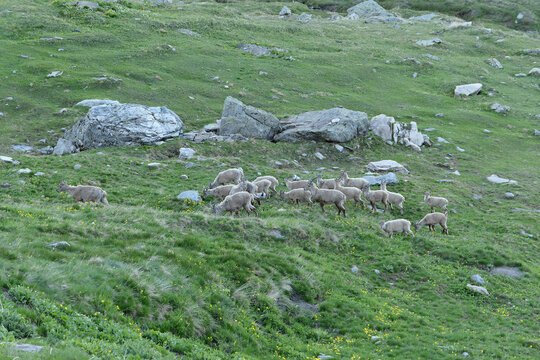 Etagnes en haute montagne