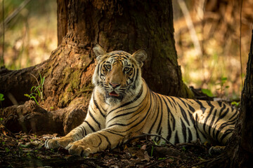 fine art portrait of Indian wild bengal male tiger or panthera tigris tigris in morning jungle...