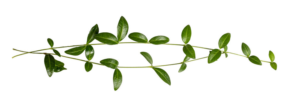 Tender branch with green leaves. periwinkle spring plant on a transparent background