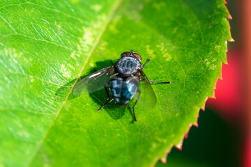 House fly, Fly, House fly on leaf..