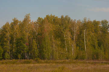  Birches and firs grow side by side, green clearing with grass in front.