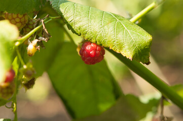 ripe raspberries in a garden on a green background