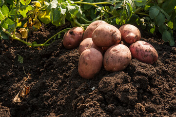  harvesting potatoes on the ground on a background of field.