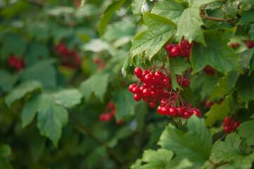 Guelder rose viburnum opulus berries and leaves in the summer outdoors. Red viburnum berries on a branch in the garden.
