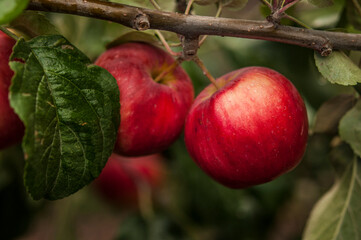 Apple trees in the garden