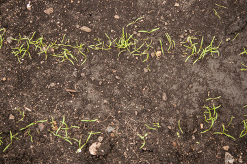  the first young green leaves on earth