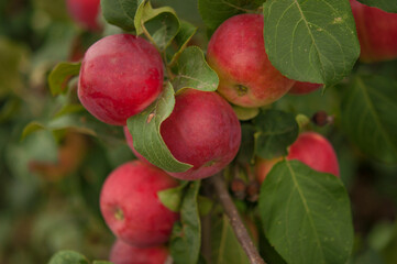 Apple trees in the garden