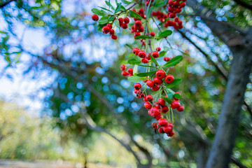 秋の赤い実をつける木