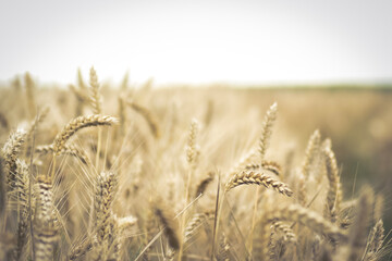 Field of Grain
