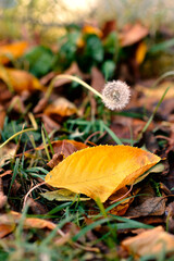 Autumn yellow leaf next to dandelion 